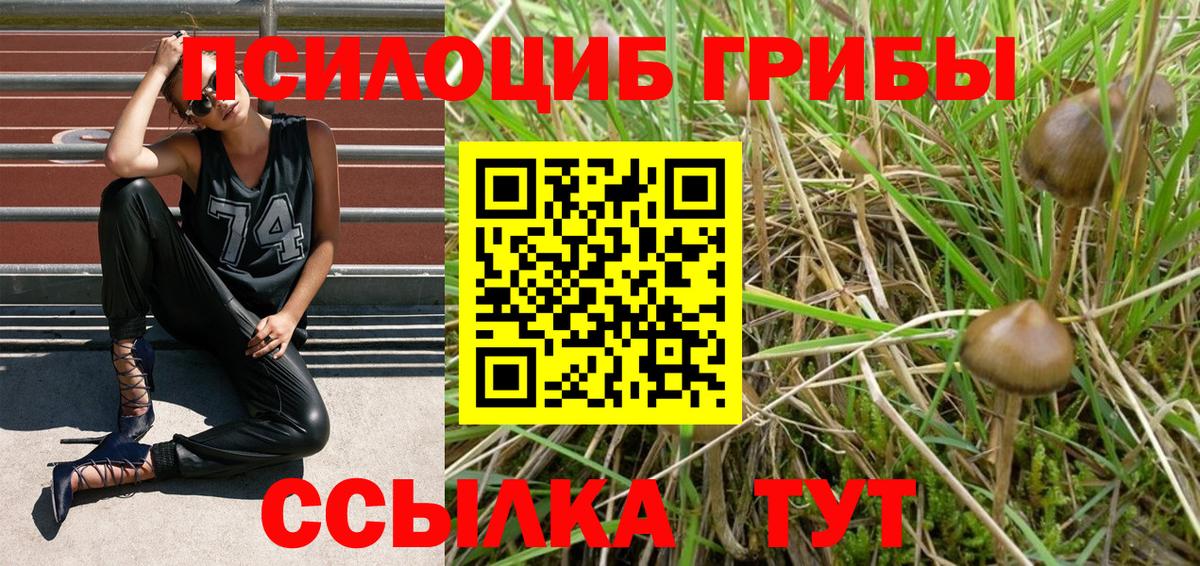 Псилоцибиновые грибы мицелий Гатчина