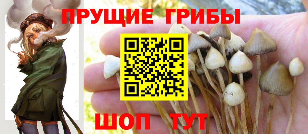 Галлюциногенные грибы Psilocybe  цены наркотик  Гатчина  Вход с VPN 